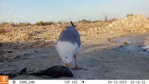 Yellow-legged gull (Larus michahellis)