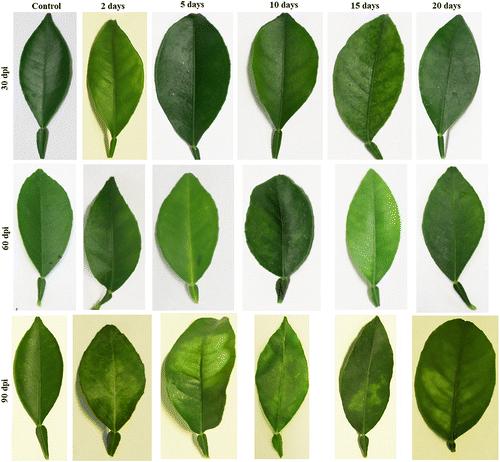 Early Development of Huanglongbing (HLB) Symptoms