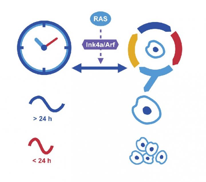 Time matters Does our biological clock keep EurekAlert!