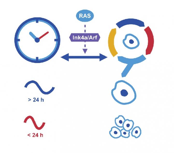 Time Matters Does Our Biological Clock Keep EurekAlert 