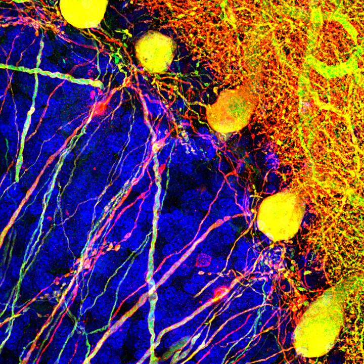 Purkinje Cells in the Brain