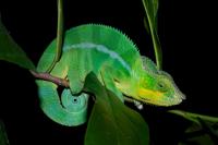Panther Chameleon (2 of 2)