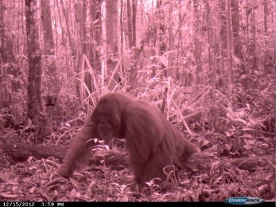 Flanged Male Orangutan Ground