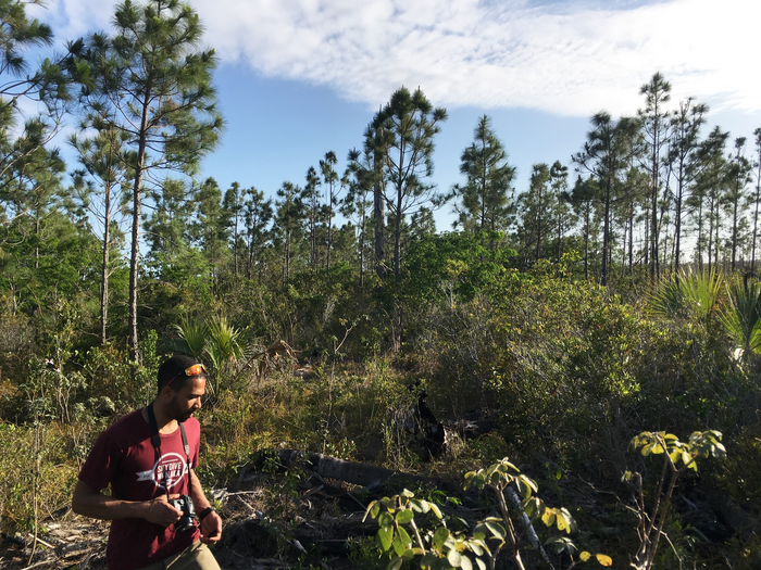 Searching for the endangered Bahama Warbler