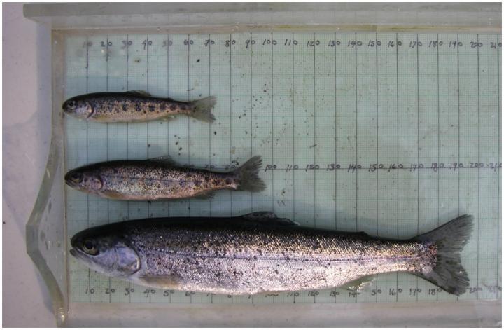 Steelhead Life Cycle Linked to Environment, Pink Salmon Abundance