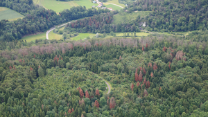 Forest under drought stress