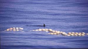 Reducir las capturas incidentales de megafauna marina