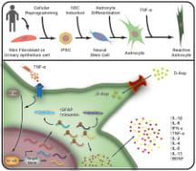 Graphical Description of the Experiment: Human Astrocytes during Astrogliosis