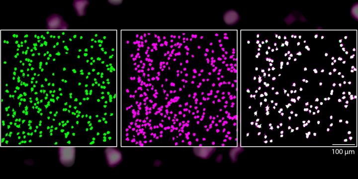 Neurons Respond Reliably to Straight Lines