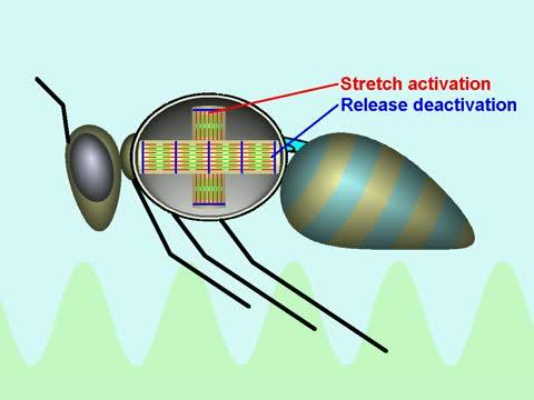 For Flight, Bees Rely on a Familiar Mechanism (2 of 2)