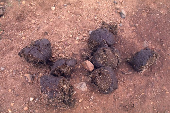 Typical elephant droppings found on the road.