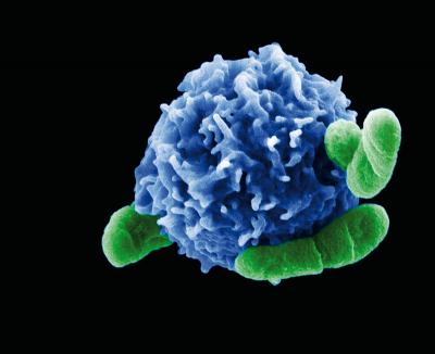 Regulatory T cell