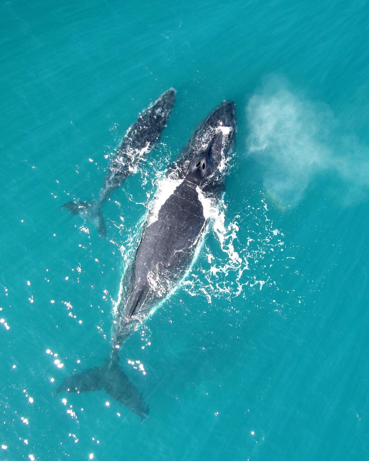 Humpback Mother-Calf Pair (1 of 3)