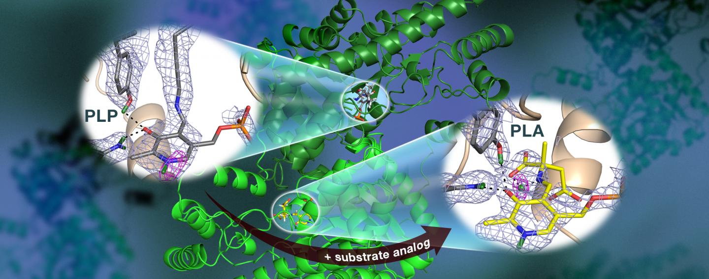 Neutrons Observe Vitamin B6-Dependent Enzyme Activity Useful for Drug Development