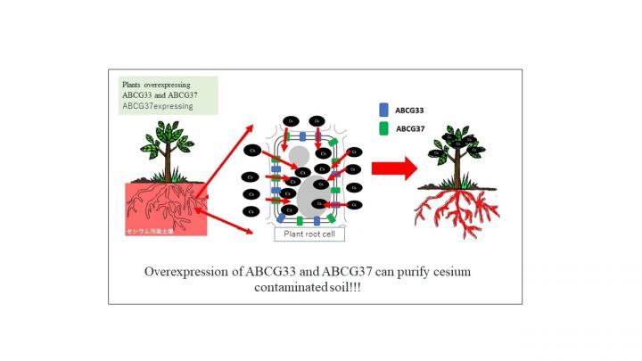 Strategy for Cleaning up the Cesium Contaminated Soil