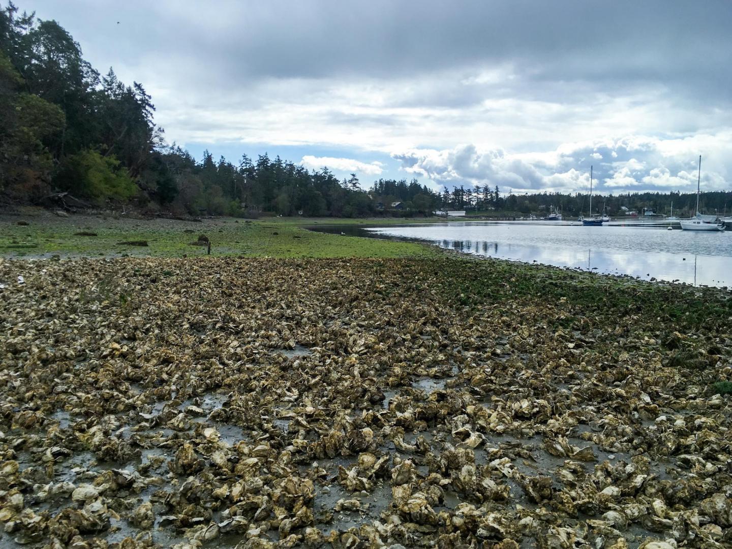 Oyster Beds