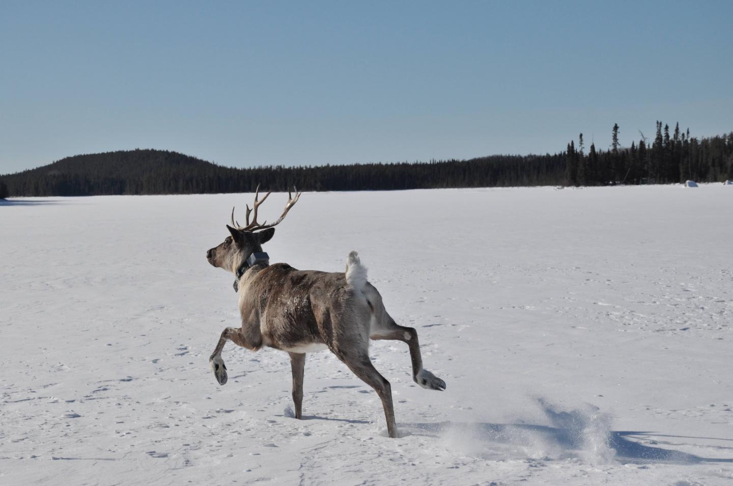 Where Humans Set Up Camp, Animals Roam Much Shorter Distances (7 of 8)