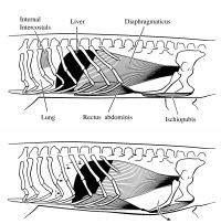 Diagram of Gator Muscles that Move Lungs