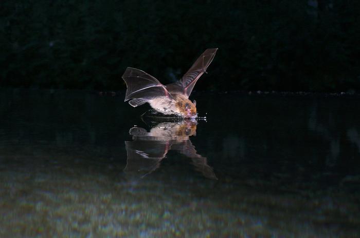 Kuhl’s pipistrelle