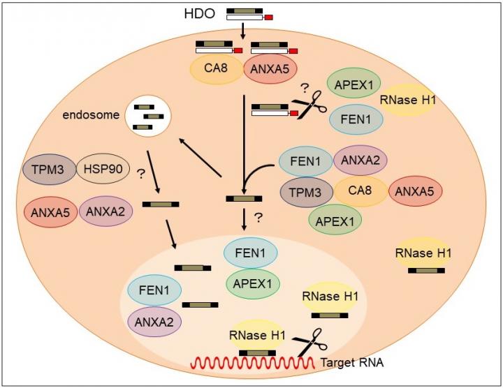 Mechanism of HDO-dependent gene expression regulation (including unpublished data)