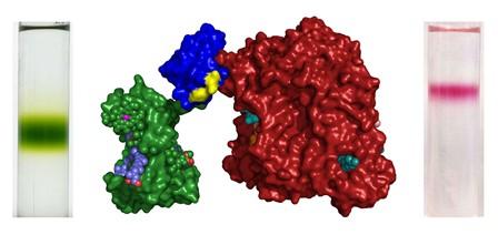 Photosynthetic Protein System