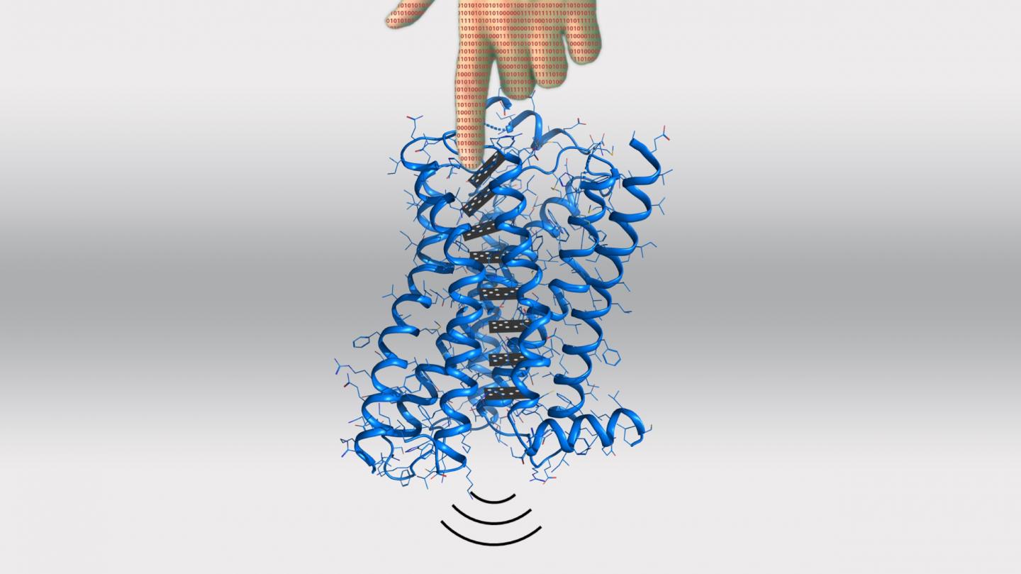 Computational Manipulation of Long-Range Signal Transmission in Cell Receptors