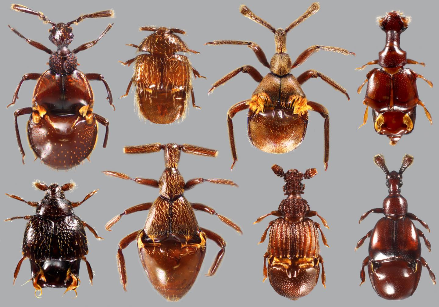Clavigeritae Diversity