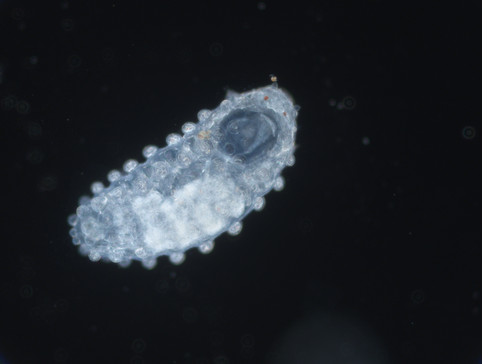 Sphaerodorid polychaete from sediment in Quadra Island, British Columbia, Canada.