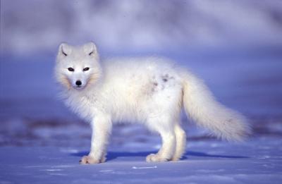 Arctic Fox