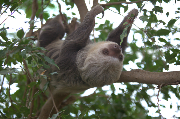 A sloth hanging from a tree.