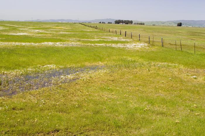 Grassland Habitat