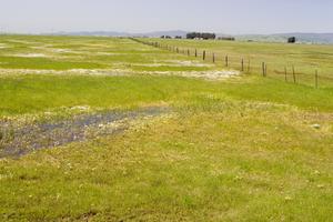 Grassland Habitat