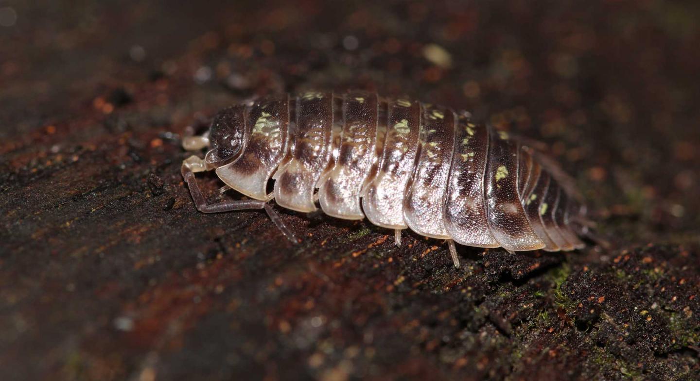 Woodlouse