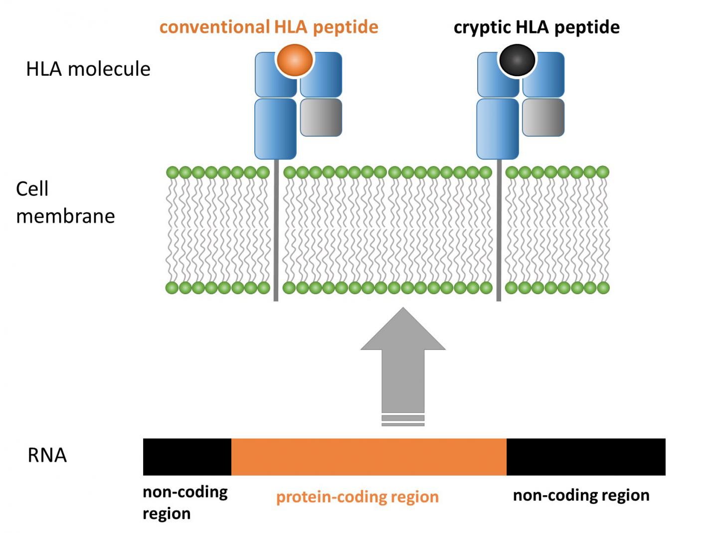 Cryptic Peptides