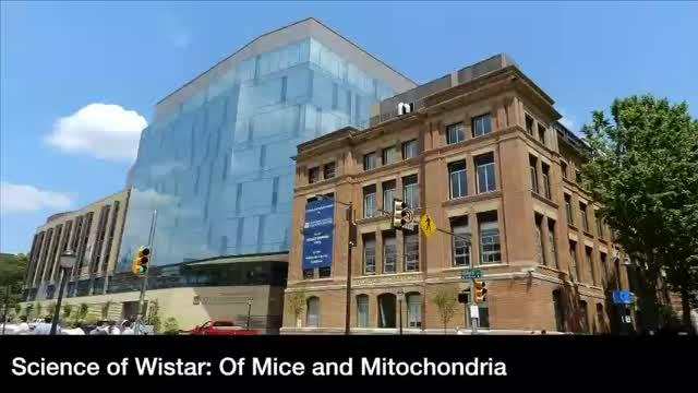 Of Mice and Mitochondria
