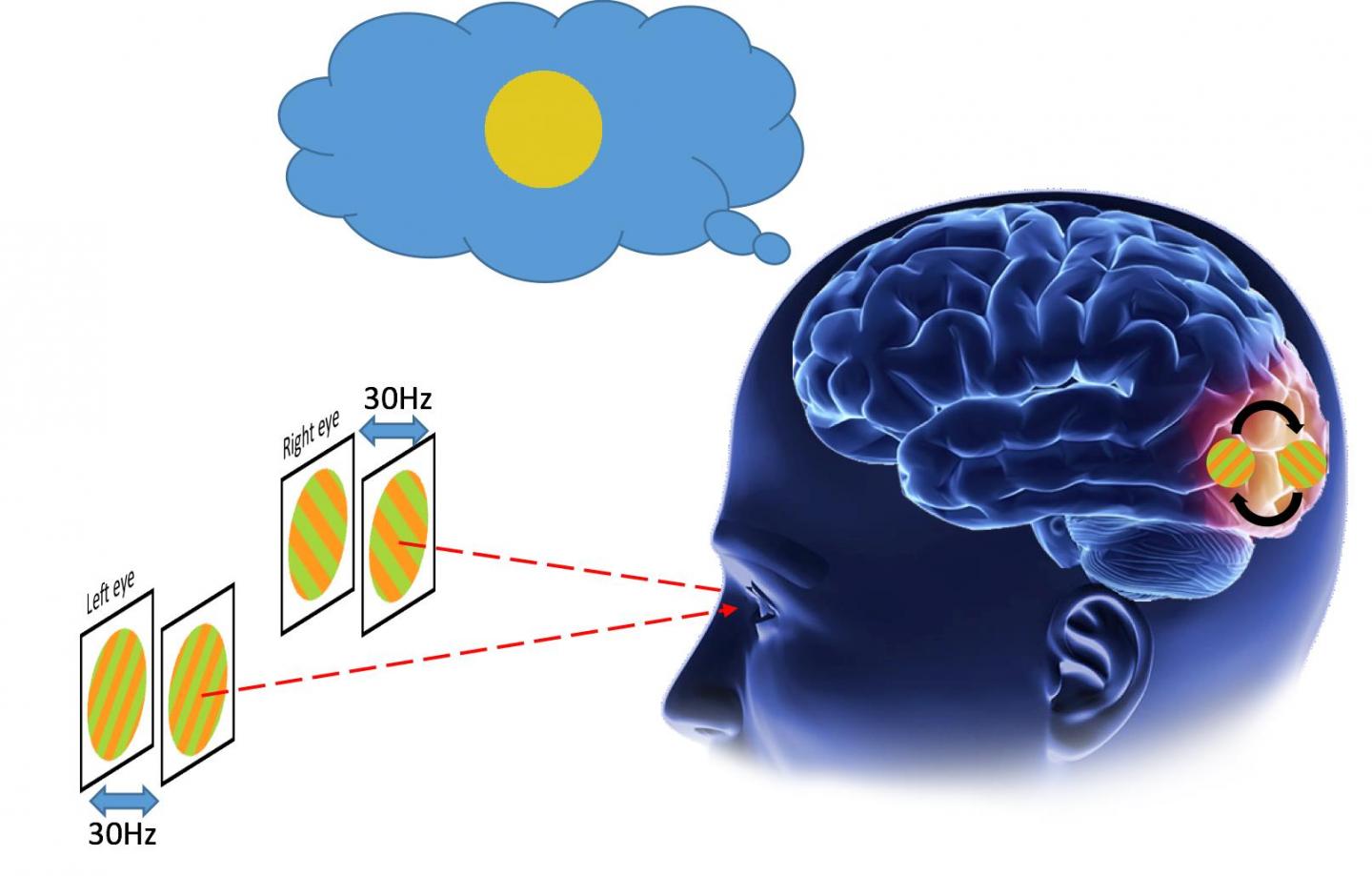 Human early visual cortex subconsciously reso EurekAlert!