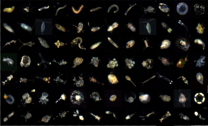 Image examples of IsPlanktonCLR dataset