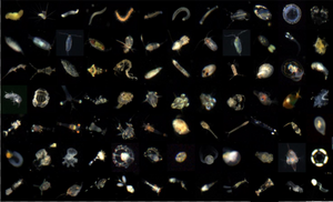 Image examples of IsPlanktonCLR dataset