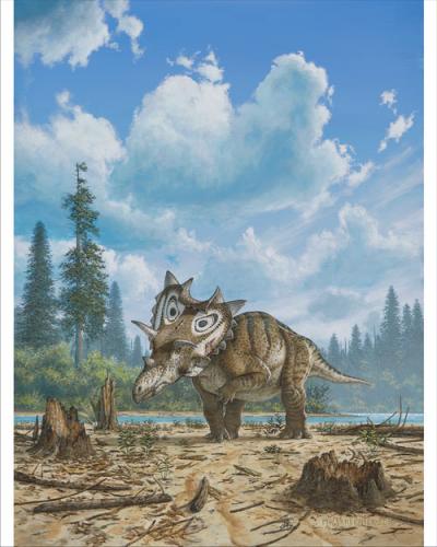 Illustration -- <i>Spiclypeus shipporum</i>