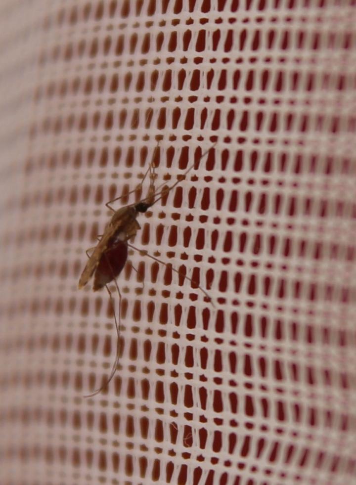 Tracing the Genetic Origins of Insecticide Resistance in Malaria-Transmitting Mosquitoes (1 of 2)