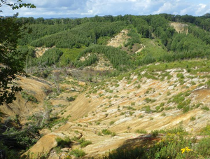 Forests in Atsuma Town after the 2018 Hokkaido Eastern Iburi Earthquake