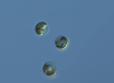 Solitary Phaeosystis