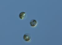 Solitary Phaeosystis