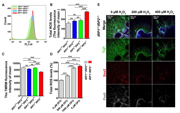 Depletion of IRPs accelerated ROS accumulation