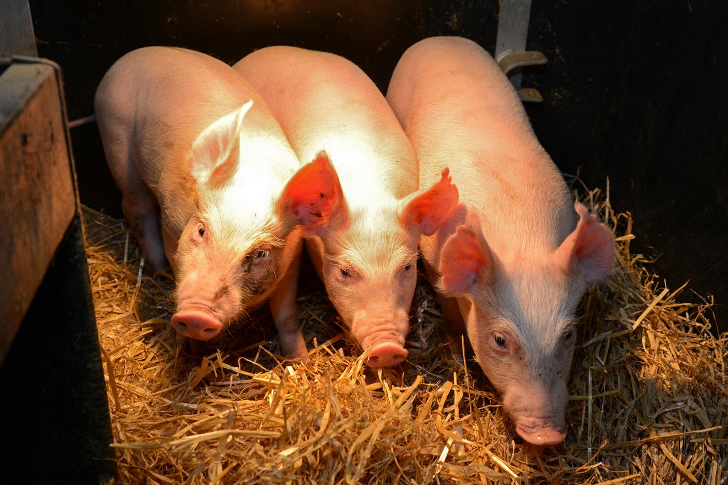 Gene-Edited Pigs Show Signs of Resistance to Major Viral Disease