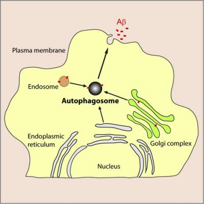 The Role of Autophagy in Aβ Secretion from Neurons
