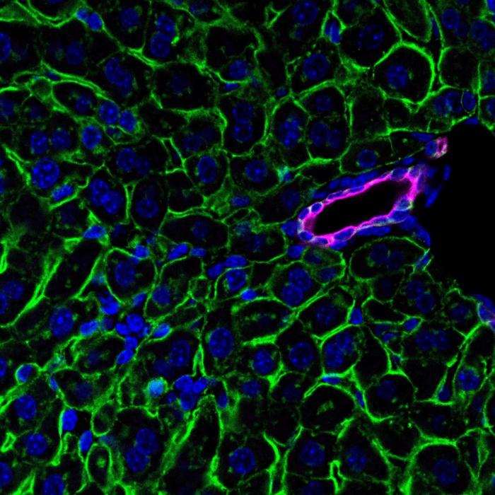 Detection of the lysolipid transporter Mfsd2a in hepatocytes, stained green, in proximity to a bile duct, stained magenta.