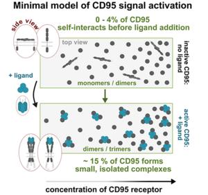 Model of the signal activation resulting from the measurements