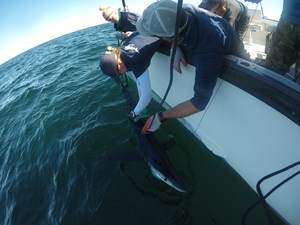 Blue shark Cape Cod