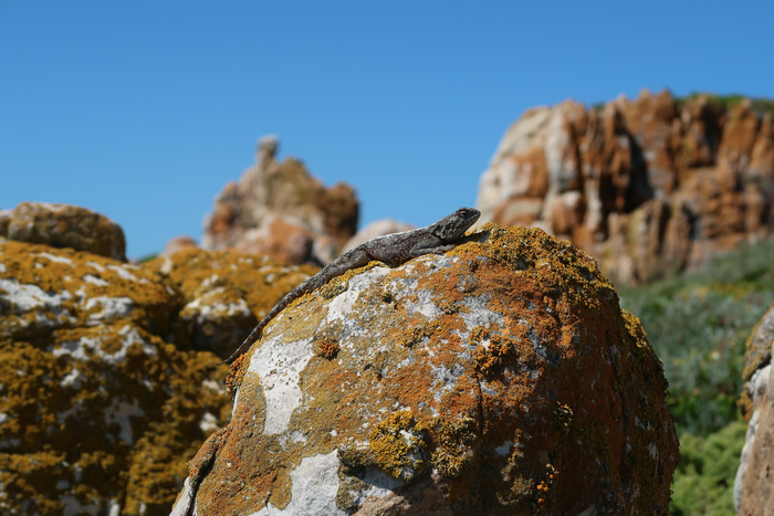 Lizard basking in the sun